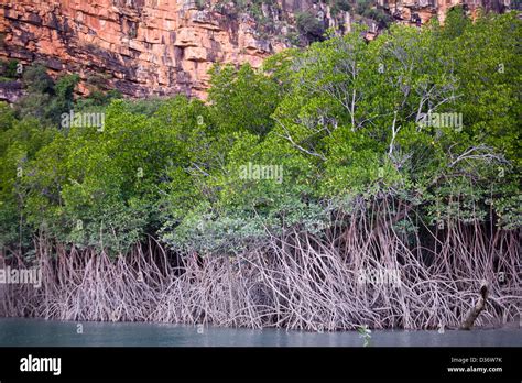 Dense Mangrove Lines The Hunter River Along Western Australias