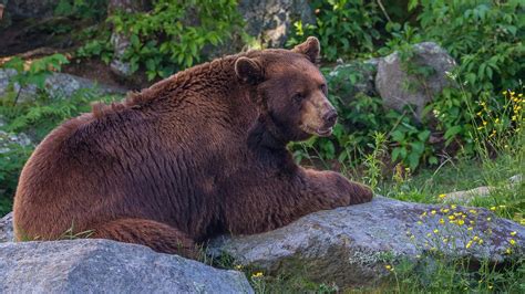 save a bear s life u s national park service