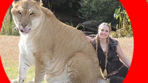 Worlds Biggest Cat Ever Hercules 10 Feet Tall 925
