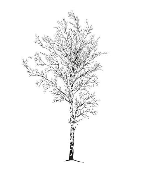 Black And White Birch Trees Illustrations Royalty Free Vector Graphics