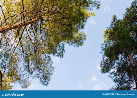 The Tops Of Pine Trees Against Blue Skies Stock Photo Image Of Green
