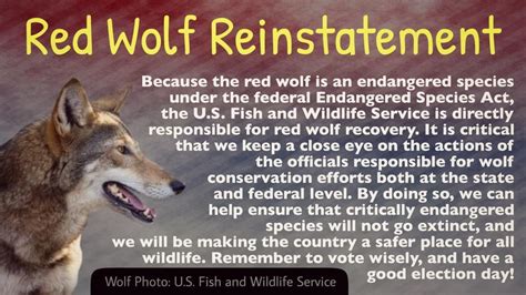 Poster By Mitch Rand Red Wolf Endangered Species Wolf