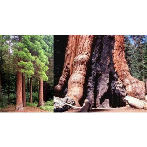 Plants Seeds And Bulbs Home And Garden 20 Giant Sequoia Redwood Tree Seeds By Wss Sequoiadendron
