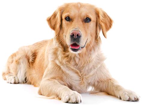 Golden Retriever Adult Dog1024white Baldivis Vet Hospital