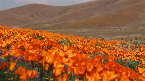 Super Bloom Of Poppies Antelope Valley California Poppy Reserve