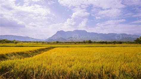 Rice Field And Sky Background Green Rice Fields Rice Fields Golden