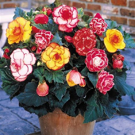 Begonia Bulbs Picotee Mix Spring Flower Bulbs Eden Brothers