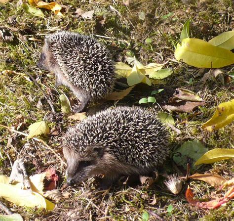 Igel am tag im garten. ProTier: Igel im Herbst