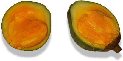 MEDICINA DE SUPERVIVENCIA 2012: FRUTAS DEL AMAZONAS