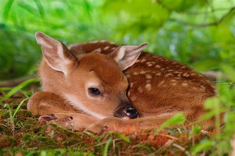 Download White Tailed Deer Baby Animal Cute Fawn Animal Deer Hd Wallpaper