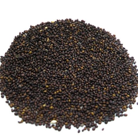 Basil Seed Esutras Organics