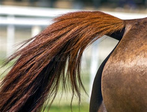 Horse Tail Grooming Stock Photo Image Of Closeup Animal 57712674