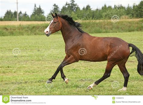 Beautiful Brown Horse Running In Freedom Stock Image