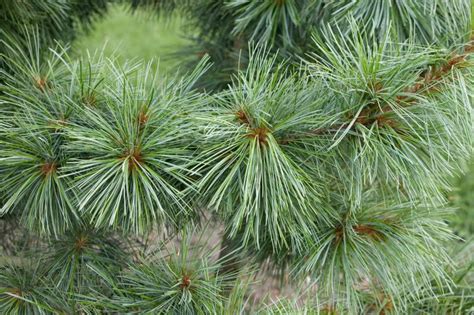 Pinus Koraiensis Korean Pine Only Foods