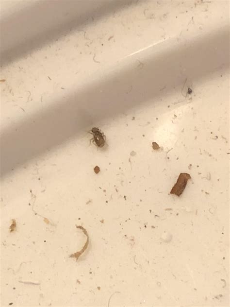 What Is This Little Insect 1mm That I Found In My Scandinavian