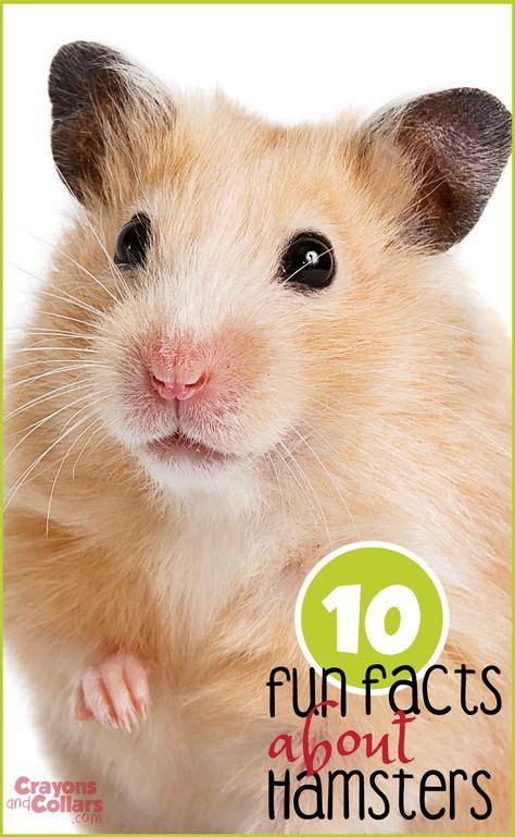 10 Fun Facts About Hamsters Hamster Care Animals For Kids Hamsters