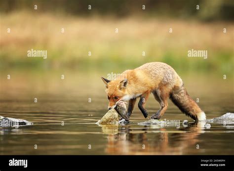 Red Fox Eat Fish Prey In River Vulpes Vulpes Stock Photo Alamy