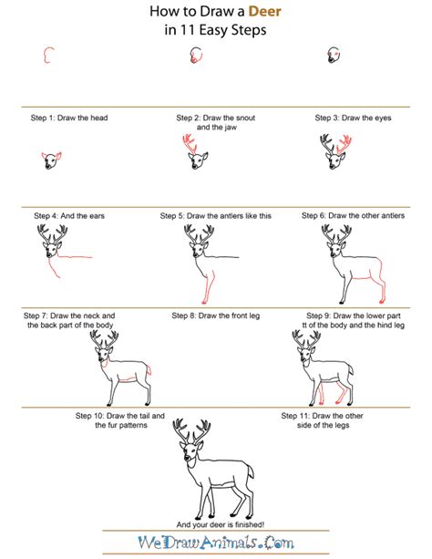 How To Draw A Deer Step By Step