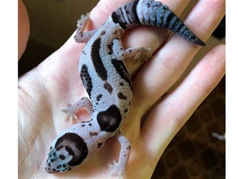 13 Amazing African Fat Tail Gecko Morphs With Pictures Being Reptiles
