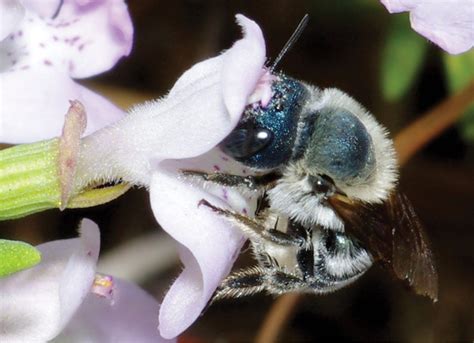 Florida Scientists Find Rare Bee Species In New Locations