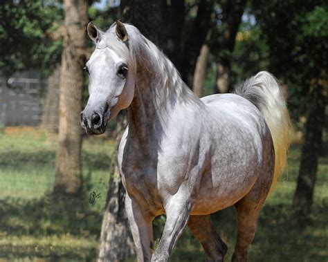 Chase Arabians Arabian Horses Stallions Farms Arabians Horses