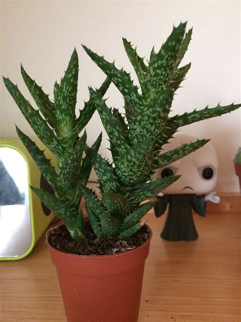 Uk Indoor Any Ideas On My New Spiky Succulent Friend R