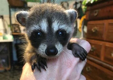 Qc Volunteers Sought To Care For Abandoned Raccoon Cubs