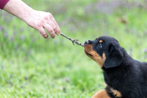 This hybrid is expected to have a litter size of 6 to 10 puppies. Rottweiler/Retriever Mix (Golden Rottweiler): A Complete Guide - Embora Pets