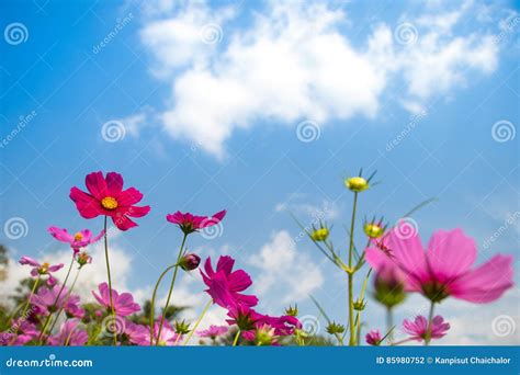 Pink Cosmos Blooming Filed Under Light Blue Sky And White Cloud Stock