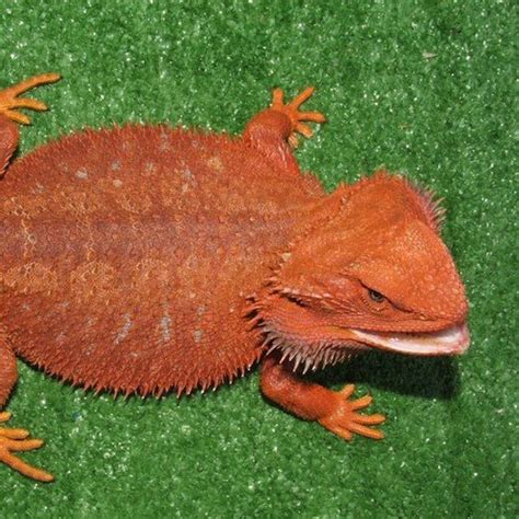Red Bearded Dragon For Sale Reptile Home 100 Safe Delivery