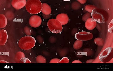 Red Blood Cells In A Human Artery Illustration Stock Photo Alamy