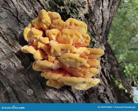 Yellow Fungus On Tree Laetiporus Sulphureus Bull Stock Image Image