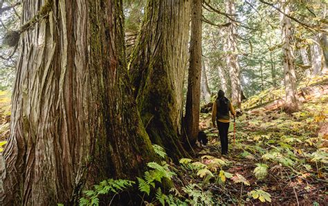 Wildsight Hails A New Era For Forests In British Columbia Columbia
