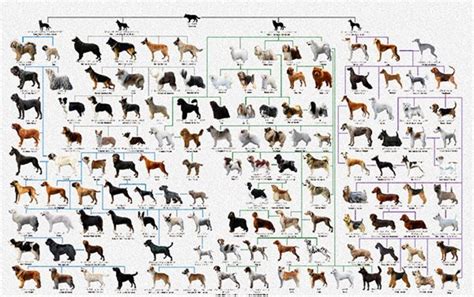 画面ぎっしりに犬わかりやすい系統図でみる『犬図鑑』が楽しい♪ カワコレメディア 最新トレンド・コスメ・スイーツなど女の子のためのガールズメディアです！