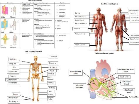 31 Anatomy And Physiology Diagrams To Label Label Design Ideas 2020