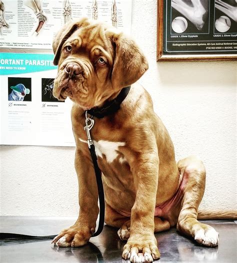 Dogue De Bordeaux Puppies For Sale | Apple Valley, CA #306024