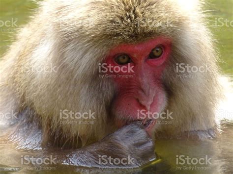 Monkey Taking Bath Stock Photo Download Image Now Animal Animal