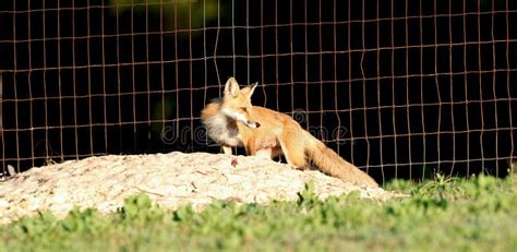 Red Fox Outside Of Its Underground Burrow On A Central Florida Pasture