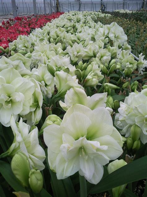 Giant Double White Amaryllis Marilyn Flowering In January