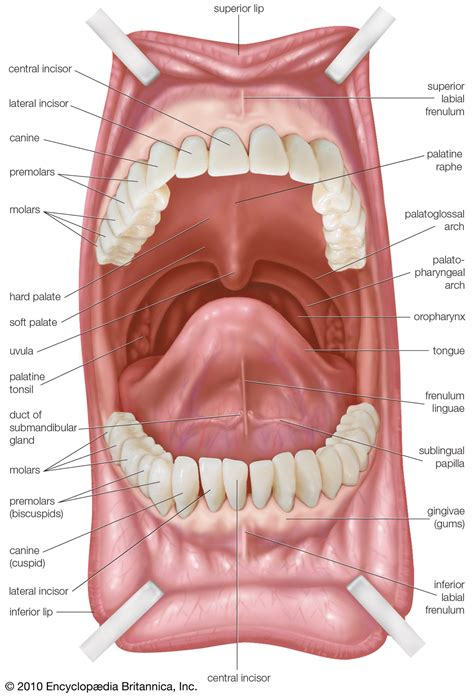 Click on the labels below to find out more about your skeleton. Soft palate | human anatomy | Britannica