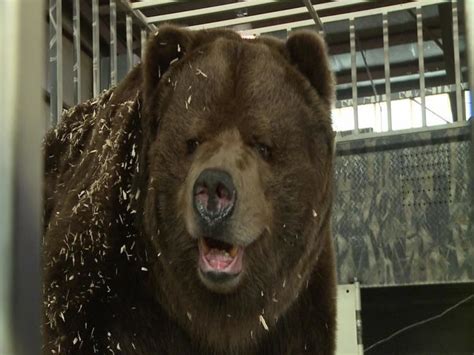 Brody The Bear Alchetron The Free Social Encyclopedia