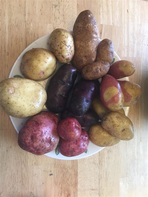 6 different varieties of potato this year. Variety is the ...