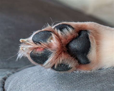 Paw Yeast Infections In Dogs What They Look Like And What To Do