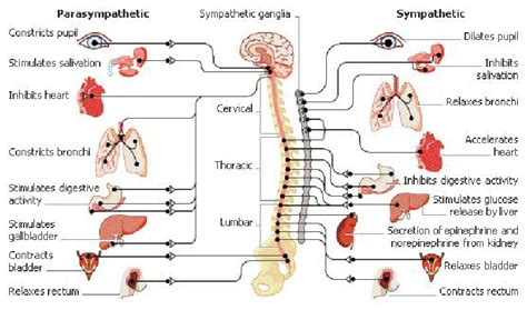 The sympathetic nervous system makes up part of the autonomic nervous system, also known as the involuntary nervous system. 1. Main functions of the Sympathetic and Parasympathetic ...