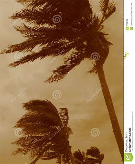 Hurricane Palms Stock Image Image Of Tropical Rain Weather 2203713
