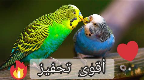 صوت طيور الحب