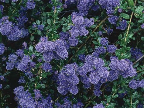 Gold is a theme in california symbols; The California lilac is a large evergreen shrub covered ...