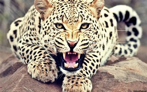 Leopard Wallpapers Top Free Leopard Backgrounds Wallpaperaccess