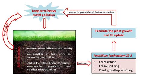 Microorganism That Remediates Cadmium Contaminated Soil