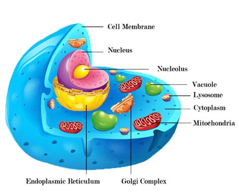 26 Best Ideas For Coloring Animal Cell Organelles